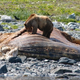 Image for article titled Gorgeous Photos Show Bears and Wolves Feasting Together on a Dead Whale